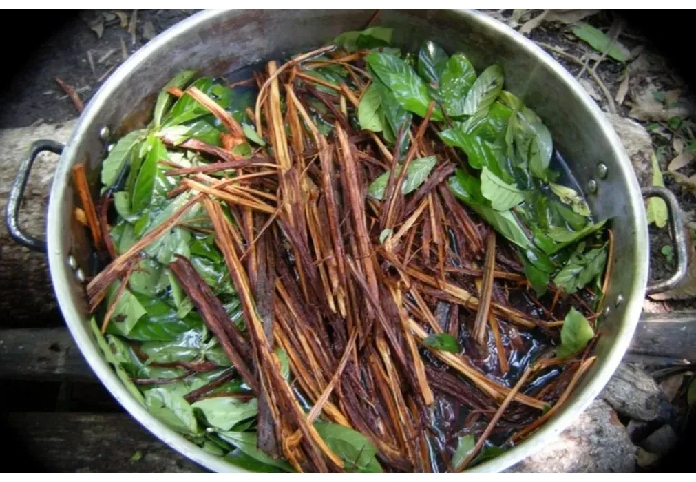 Was ist Ayahuasca – und warum viele es als tiefere Therapie als Hypnose oder Psychotherapie sehen